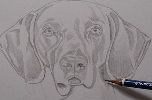 Aulas grátis desenho de cães passo a passo grátis