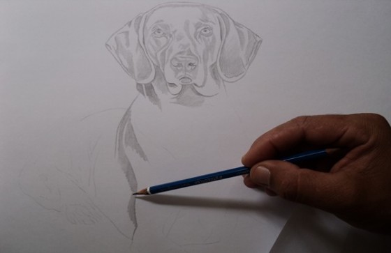Esboço de cães aulas grátis