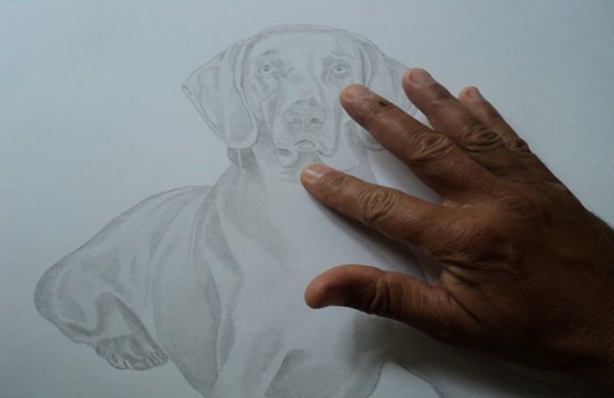 Esboço de cães aulas grátis