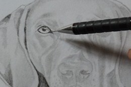 Curso desenho de cães aulas grátis