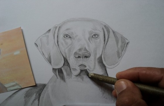 Curso desenho de cães aulas grátis
