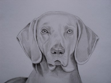 Desenho de cães aulas grátis